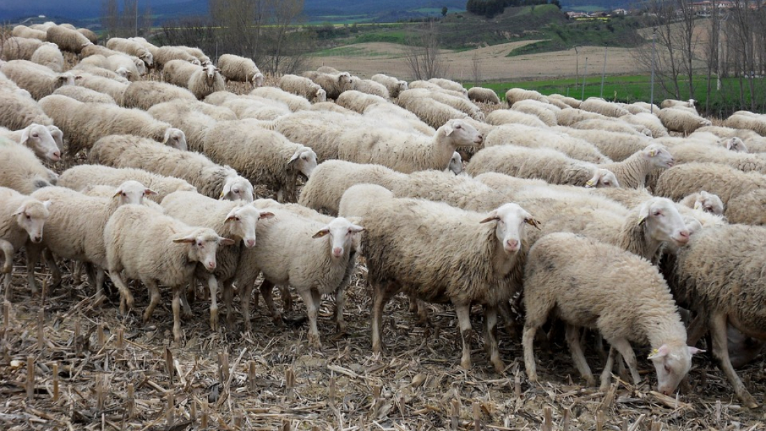 כבשים רועות. צילום מתוך Pixabay