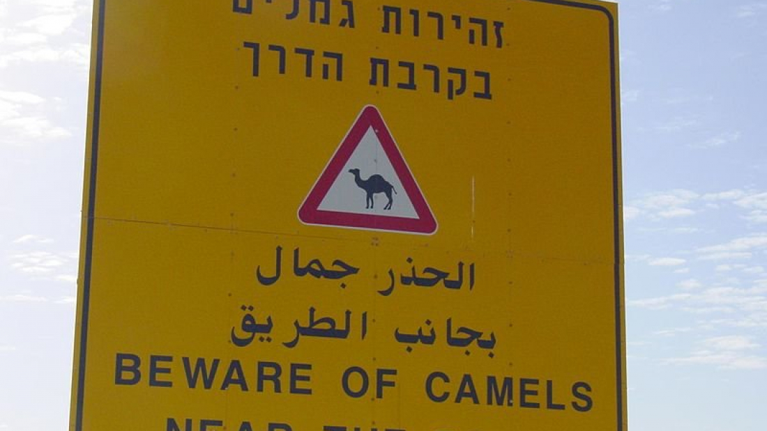 שילוט המתריע על גמלים בצד בדרך. צילום: ויקיפדיה