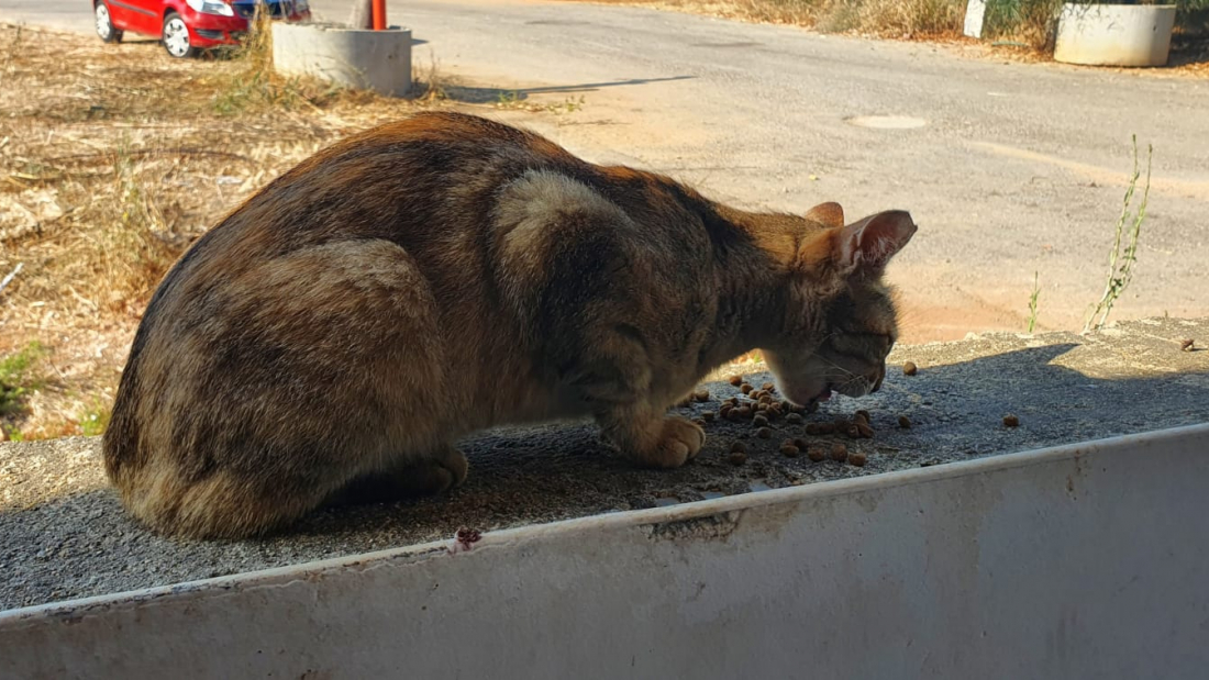 חתול שאדלר מאכילה צילום: טלי אלדר